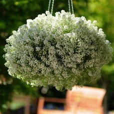 Алиссум Клиа Кристалл Вайт (Лобулярия)